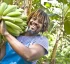 Fair Trade Banana Program in Dominica