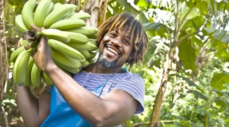 Banana Industry in Dominica