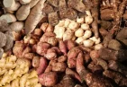 Root Crops in Dominica
