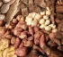 Root Crops: Vital to Agriculture and Food Security