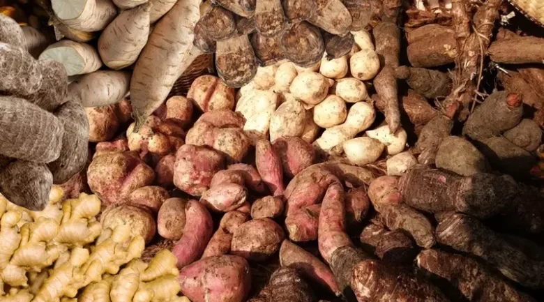 Root Crops: Vital to Agriculture and Food Security
