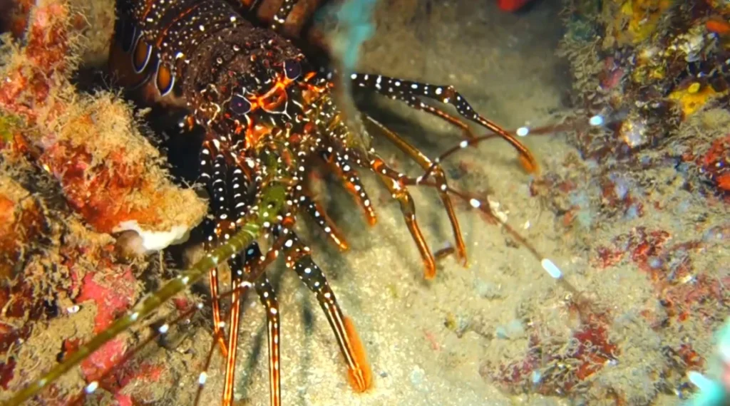 Batalie Reef – DOM767