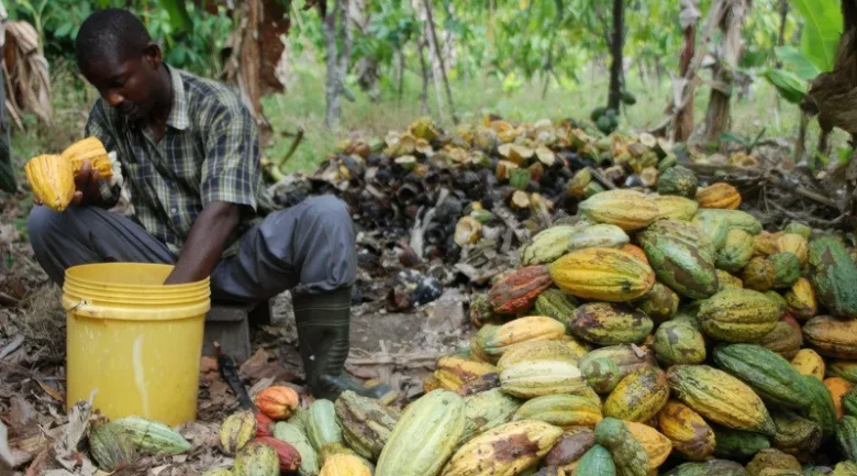 Cocoa Tea: A Dominica Tradition