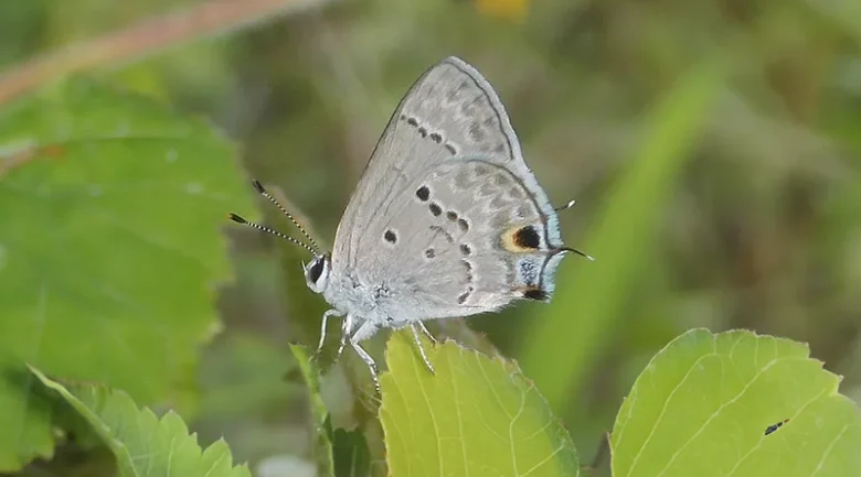 Endemic Species of Dominica