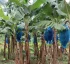 Banana Accompanying Measures (BAM) for Dominica