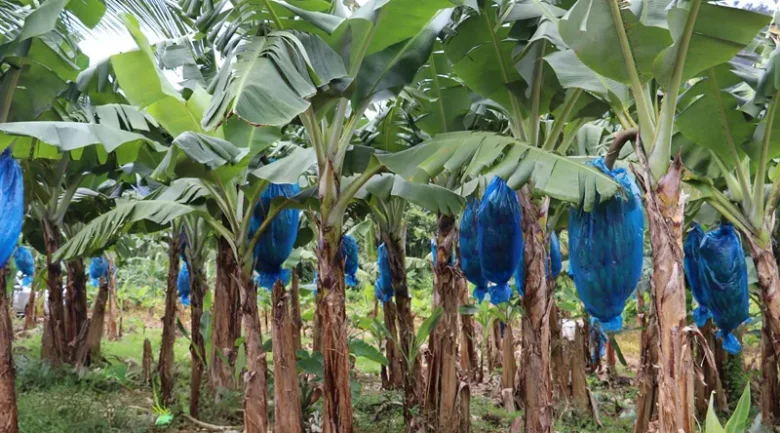 Banana Industry in Dominica