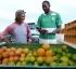 Citrus Industry in Dominica