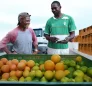 Citrus Industry in Dominica