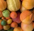 Citrus Fruits from Dominica