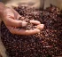 Dominica Coffee