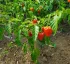 Hot Peppers
