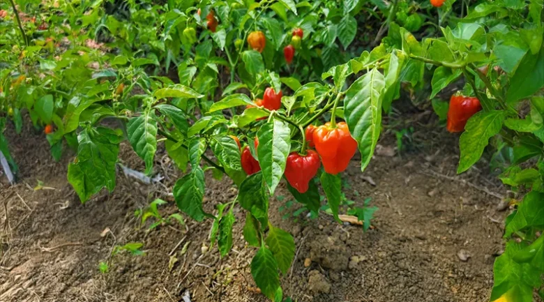 Hot Peppers