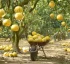 Grapefruit Cultivation