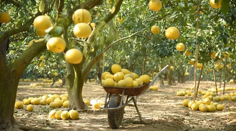 Citrus Industry in Dominica