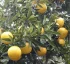 Grapefruits