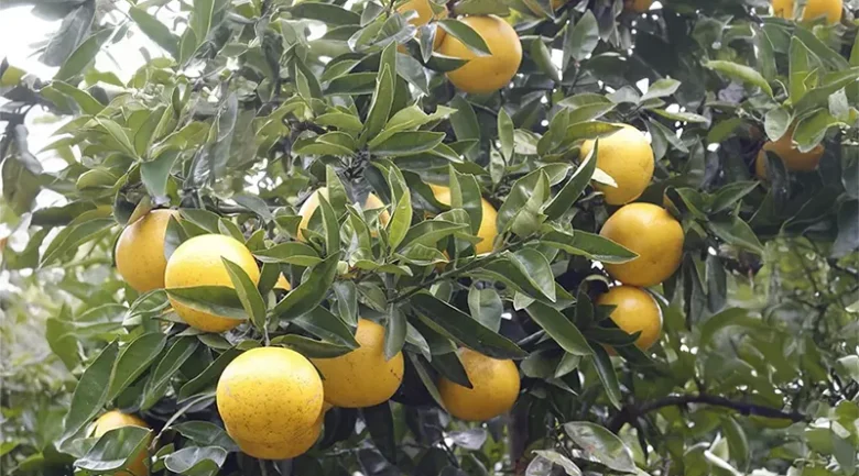 Citrus Fruits from Dominica