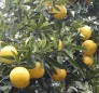 Grapefruits