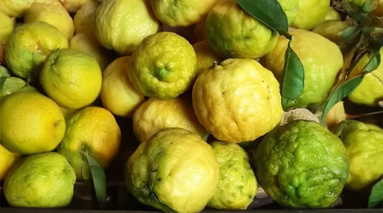 Citrus Fruits from Dominica