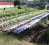 One Mile Agricultural Station