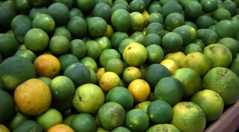 Citrus Fruits from Dominica
