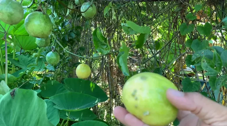 Passion Fruit