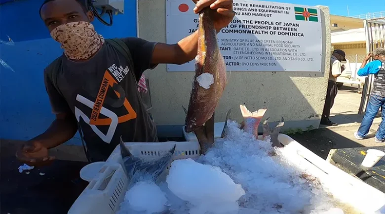 Fisheries Sector in Dominica