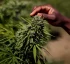 Cannabis Industry in Dominica