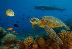 Dominica’s Marine Biodiversity