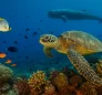 Dominica’s Marine Biodiversity