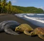 Endangered Sea Turtles in Dominica