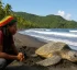 Green Turtles in Dominica