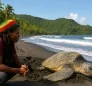 Green Turtles in Dominica