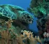 Hawksbill Turtles