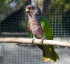 Imperial Amazon Parrot of Dominica