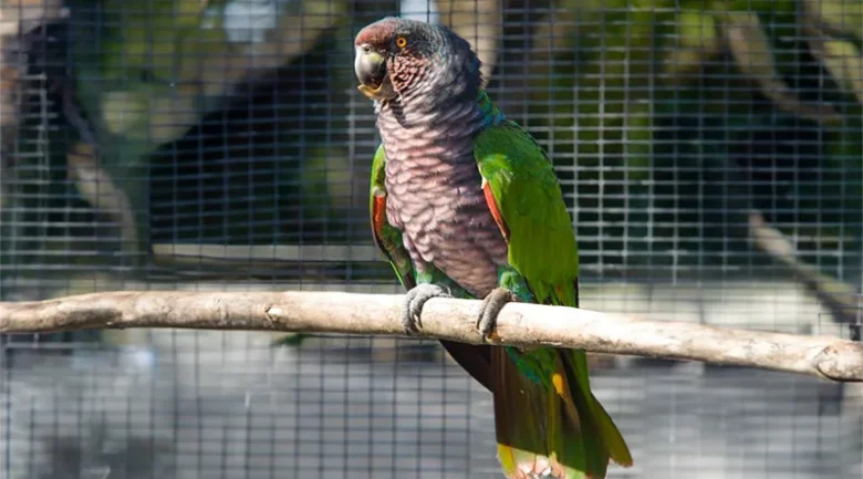 Sisserou Parrot