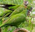 Red-necked Amazon Parrot