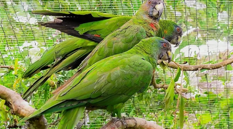 Jaco Parrot