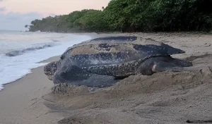 Leatherback Turtles in Dominica