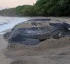 Leatherback Turtles