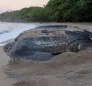 Leatherback Turtles