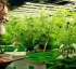 Medicinal Cannabis in Dominica