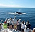 Whale Watching in Dominica