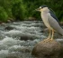 Black-crowned Night Heron