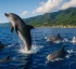 Bottlenose Dolphins
