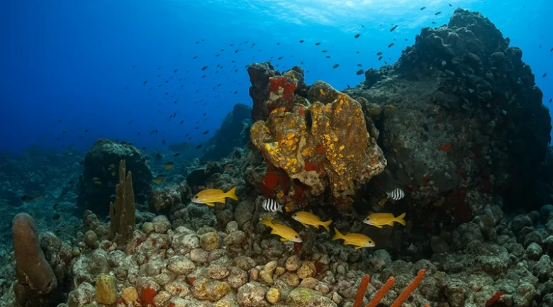 Cabrits Marine Reserve