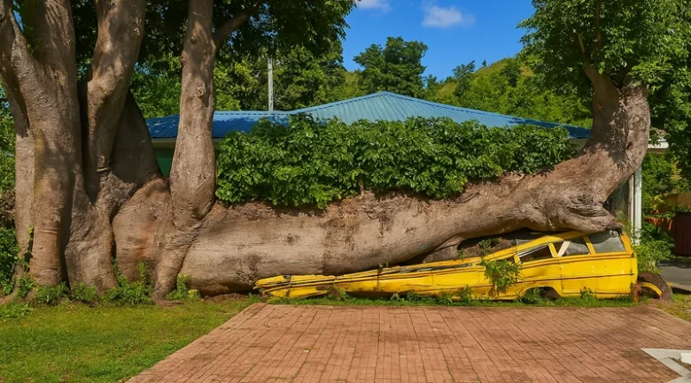 Crushed School Bus by Baobab Tree