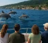 Dolphin Watching in Dominica