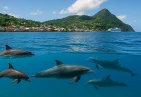 Dolphins of Dominica: Species & Facts