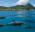 Dolphins of Dominica: Species & Facts