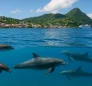 Dolphins of Dominica: Species & Facts